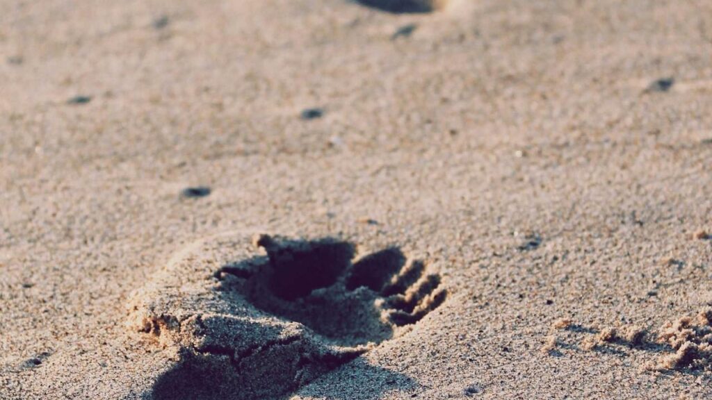 Der Graf kehrt mit "LIEBE GLAUBE MONSTER" zurück – Ein