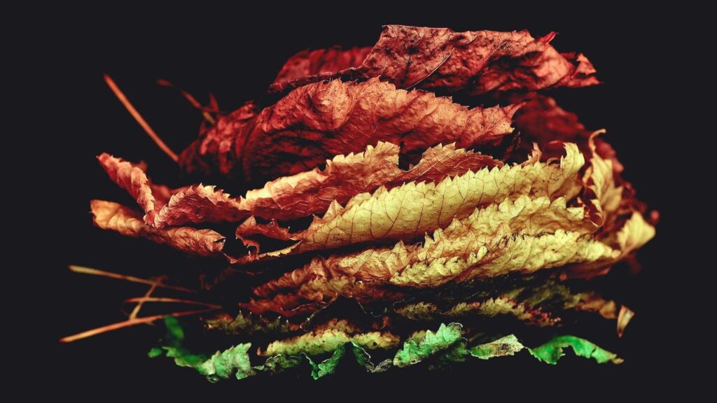 Driver of the Day: Bedeutung und Auswirkungen im Motorsport