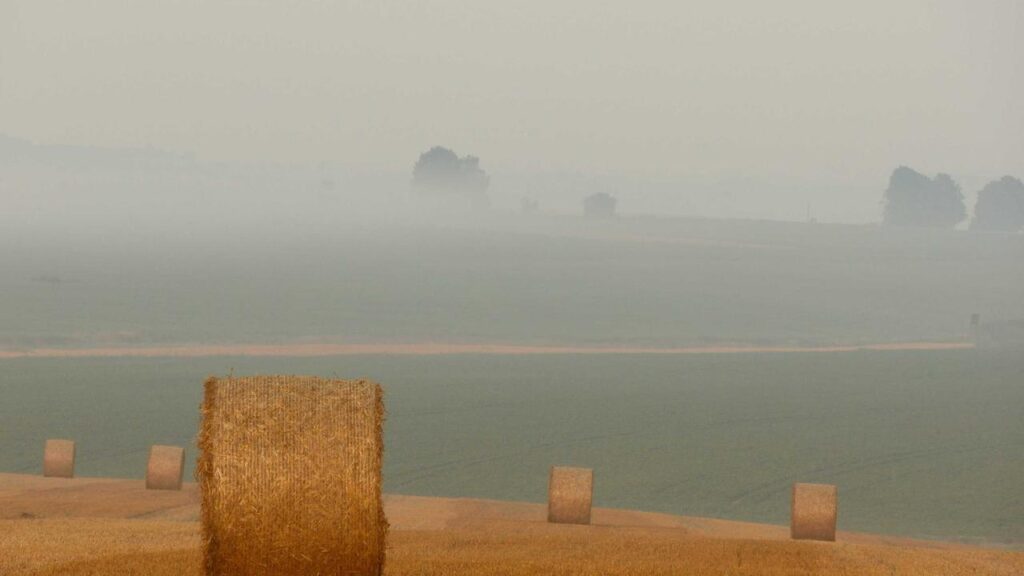 Eintracht Frankfurt gegen Heidenheim: Alles Wichtige zum Bundesligaspiel am 14. März 2026