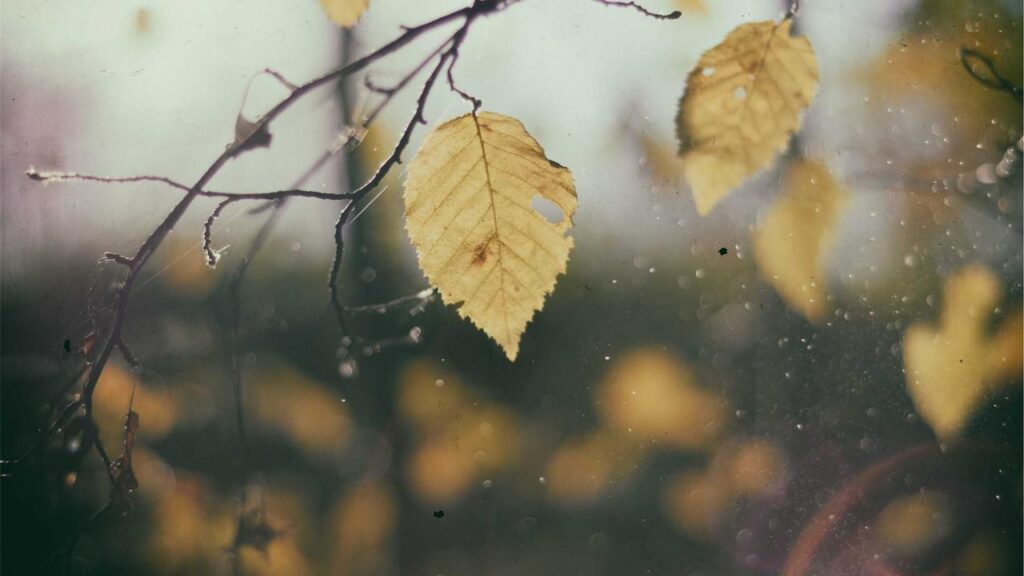 Franziska Weisz begeistert im ZDF-Krimi „Mordufer“ am