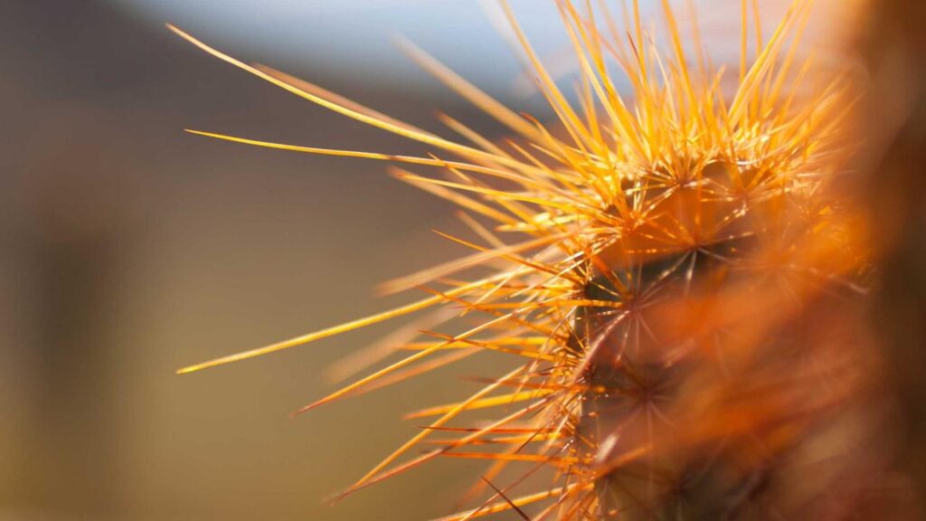 Fürst Albert von Thurn und Taxis stürzt bei Rallye: Dramatischer Unfall in 50 Meter Tiefe