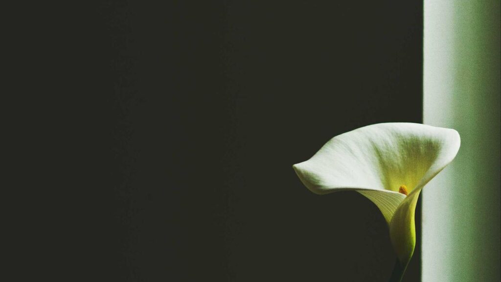 RB Leipzig – Union Berlin: Frauen wollen Revanche am Samstag in der Bundesliga