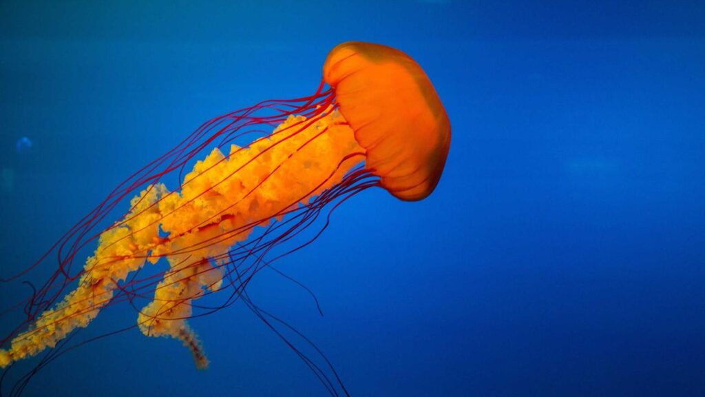 Siri Hustvedts „Ghost Stories“: Ein emotionales Erinnerungsbuch über Paul Auster