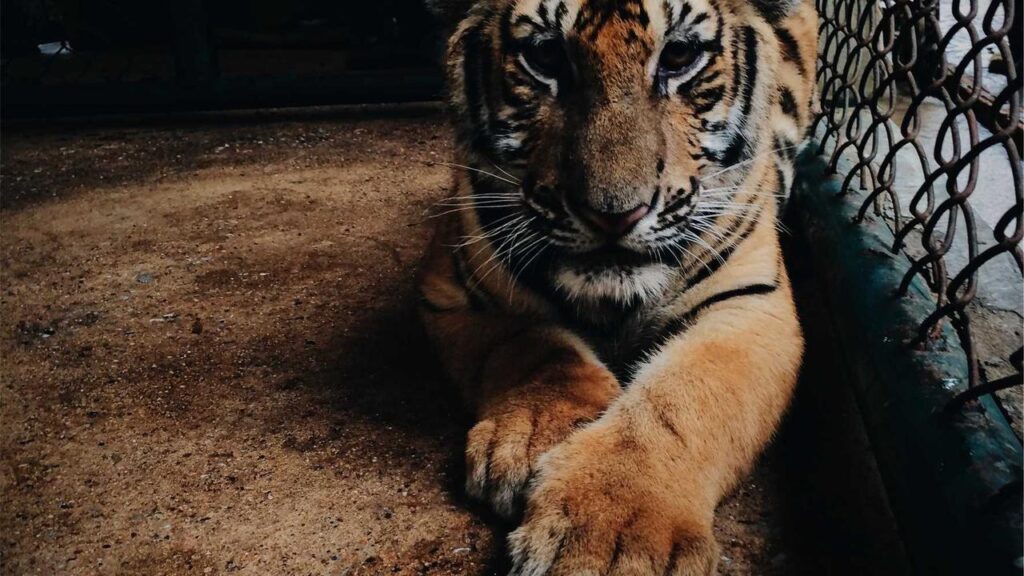 Tim Kleindienst: Borussia Mönchengladbachs Kapitän kämpft weiterhin um Comeback