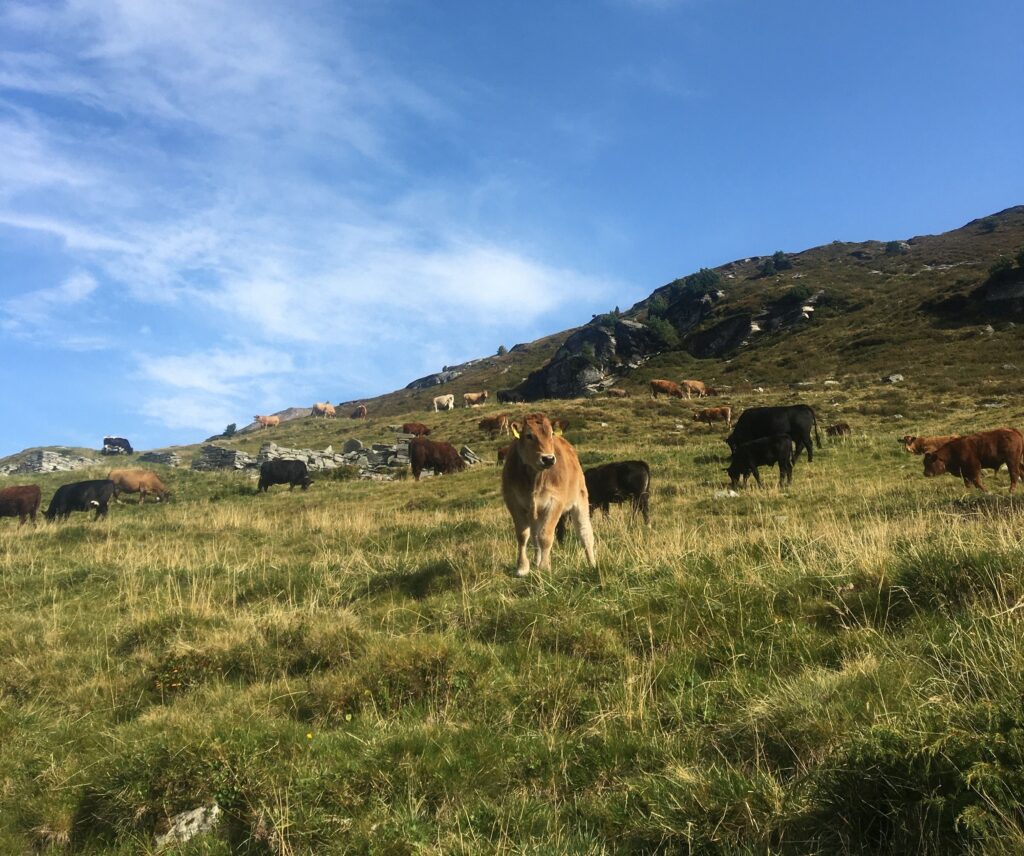 Höhere Pacht: Eifeler Landwirt verliert Weide wegen Solaranlage Eifeler Landschaft mit Solaranlage und Weide