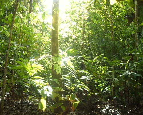 Bauer sucht Frau: Schock für Hofdamen in Costa Rica Farmer Mathias und seine Hofdamen in Costa Rica